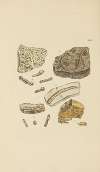 The mineral conchology of Great Britain Pl.386