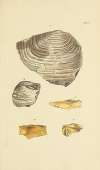 The mineral conchology of Great Britain Pl.389