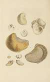 The mineral conchology of Great Britain Pl.392
