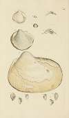 The mineral conchology of Great Britain Pl.401