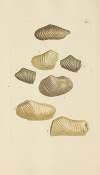 The mineral conchology of Great Britain Pl.415