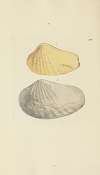 The mineral conchology of Great Britain Pl.417