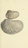 The mineral conchology of Great Britain Pl.418