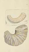 The mineral conchology of Great Britain Pl.425