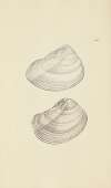 The mineral conchology of Great Britain Pl.426