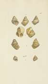 The mineral conchology of Great Britain Pl.431