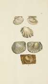 The mineral conchology of Great Britain Pl.434