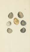 The mineral conchology of Great Britain Pl.435
