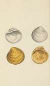 The mineral conchology of Great Britain Pl.444