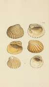 The mineral conchology of Great Britain Pl.446