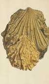 The mineral conchology of Great Britain Pl.451