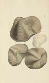 The mineral conchology of Great Britain Pl.455