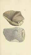 The mineral conchology of Great Britain Pl.456