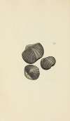 The mineral conchology of Great Britain Pl.457
