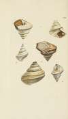 The mineral conchology of Great Britain Pl.458