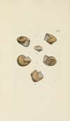 The mineral conchology of Great Britain Pl.459