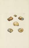 The mineral conchology of Great Britain Pl.471