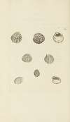 The mineral conchology of Great Britain Pl.475