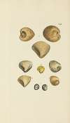 The mineral conchology of Great Britain Pl.480
