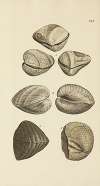The mineral conchology of Great Britain Pl.482