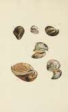 The mineral conchology of Great Britain Pl.489