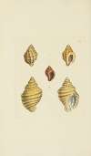 The mineral conchology of Great Britain Pl.497