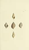 The mineral conchology of Great Britain Pl.498