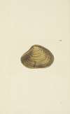 The mineral conchology of Great Britain Pl.501