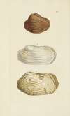 The mineral conchology of Great Britain Pl.502