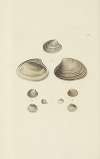 The mineral conchology of Great Britain Pl.504