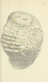 The mineral conchology of Great Britain Pl.508