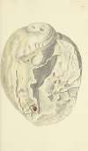 The mineral conchology of Great Britain Pl.509