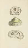 The mineral conchology of Great Britain Pl.510