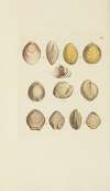 The mineral conchology of Great Britain Pl.517