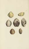 The mineral conchology of Great Britain Pl.519