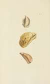 The mineral conchology of Great Britain Pl.521