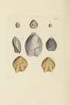 The mineral conchology of Great Britain Pl.528