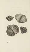 The mineral conchology of Great Britain Pl.542