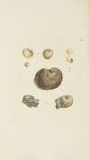 The mineral conchology of Great Britain Pl.544