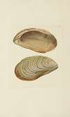 The mineral conchology of Great Britain Pl.548