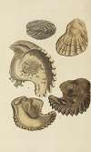 The mineral conchology of Great Britain Pl.549