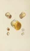 The mineral conchology of Great Britain Pl.560