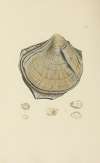 The mineral conchology of Great Britain Pl.569