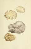 The mineral conchology of Great Britain Pl.570