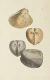The mineral conchology of Great Britain Pl.572