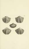 The mineral conchology of Great Britain Pl.575