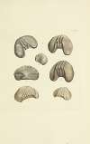 The mineral conchology of Great Britain Pl.577