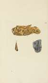 The mineral conchology of Great Britain Pl.580