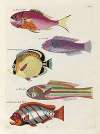 Poissons, ecrevisses et crabes, de diverses couleurs et figures extraordinaires.. Pl.021