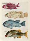 Poissons, ecrevisses et crabes, de diverses couleurs et figures extraordinaires.. Pl.029